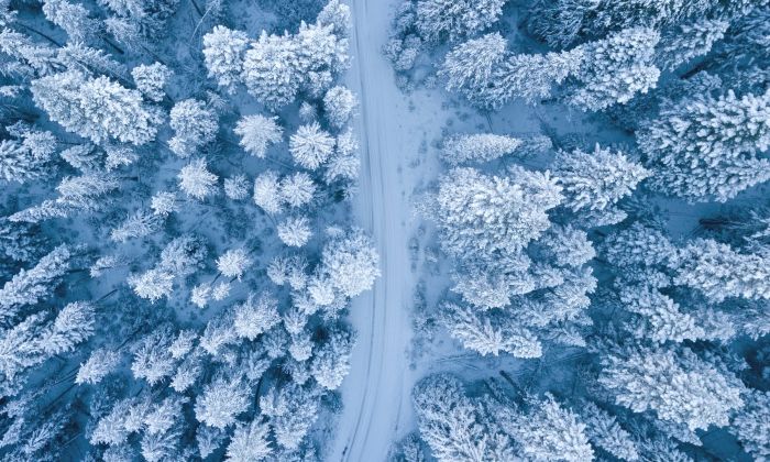FLOWERS - Staying Safe on the roads this Winter